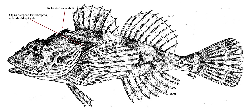 Taurulus bubalis_01.jpg